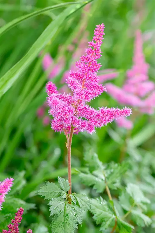 astilbe hybr. 'vision in red'® P9 - afbeelding 3