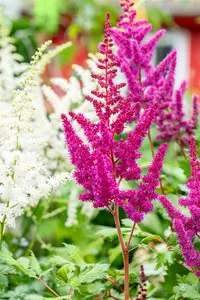 astilbe hybr. 'vision in red'® P9 - afbeelding 4