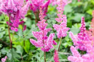 astilbe hybr. 'vision in red'® P9 - afbeelding 5