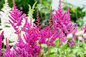 astilbe hybr. 'vision in red'® P9 - afbeelding 5