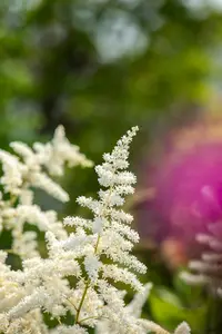 astilbe hybr. 'vision in white'® P9 - afbeelding 3