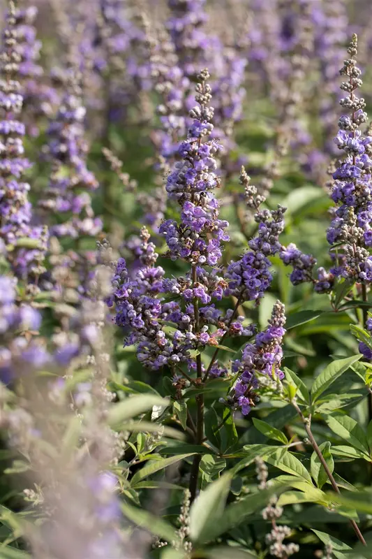 vitex agnus-castus (60- 80cm) - afbeelding 2
