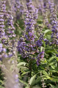 vitex agnus-castus (60- 80cm) - afbeelding 2