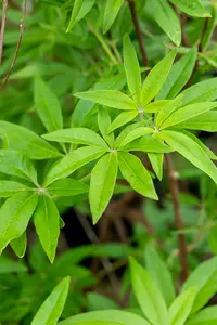vitex agnus-castus (60- 80cm) - afbeelding 4