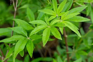 vitex agnus-castus (60- 80cm) - afbeelding 3