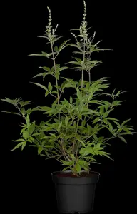 vitex agnus-castus (60- 80cm) - afbeelding 5