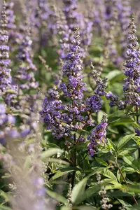 Vitex agnus-castus 'Delta Blues'® 125-150   C35