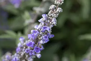 agnus-castus f. latifolia - afbeelding 2
