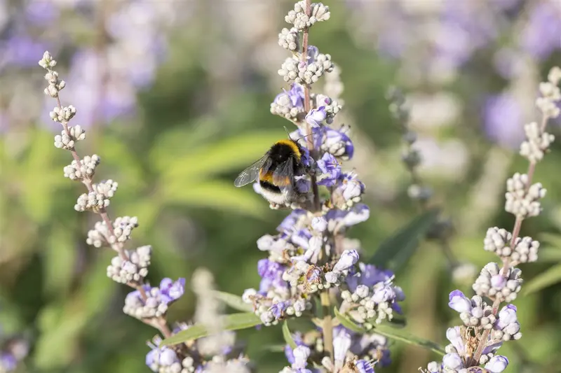 agnus-castus f. latifolia - afbeelding 3