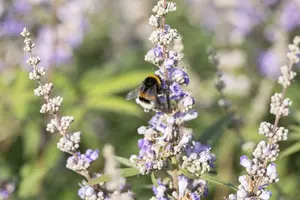 agnus-castus f. latifolia - afbeelding 3