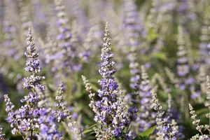 agnus-castus f. latifolia - afbeelding 4