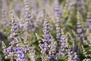 Vitex agnus-castus 'Latifolia' 60- 80   C10 - afbeelding 3