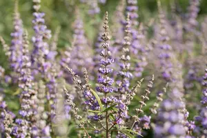 Vitex agnus-castus 'Latifolia' 60- 80   C10 - afbeelding 4