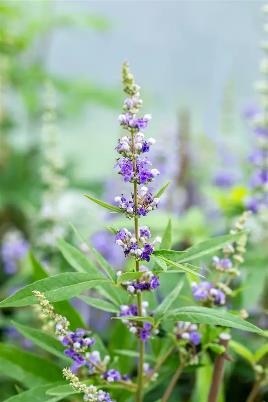 Vitex agnus-castus 'Santamaria' 30- 40   C - afbeelding 4