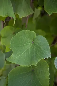 vitis coignetiae (80-100 cm) - afbeelding 4