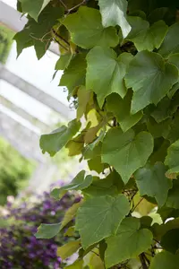 vitis coignetiae (80-100 cm) - afbeelding 2