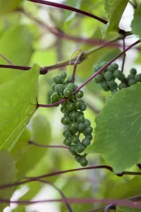 vitis coignetiae (80-100 cm) - afbeelding 3