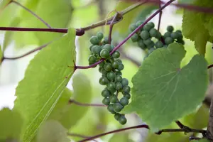 vitis coignetiae (80-100 cm) - afbeelding 4
