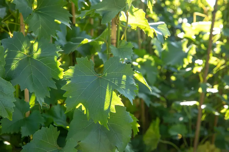 Vitis vin. 'Bianca' 50- 60 C - afbeelding 5