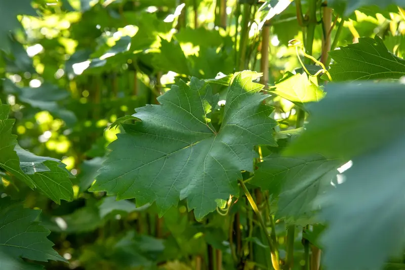 Vitis vin. 'Bianca' 50- 60 C - afbeelding 4