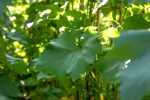 Vitis vin. 'Bianca' 50- 60 C - afbeelding 4