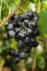 vitis vin. 'boskoop glory' (50- 60cm)