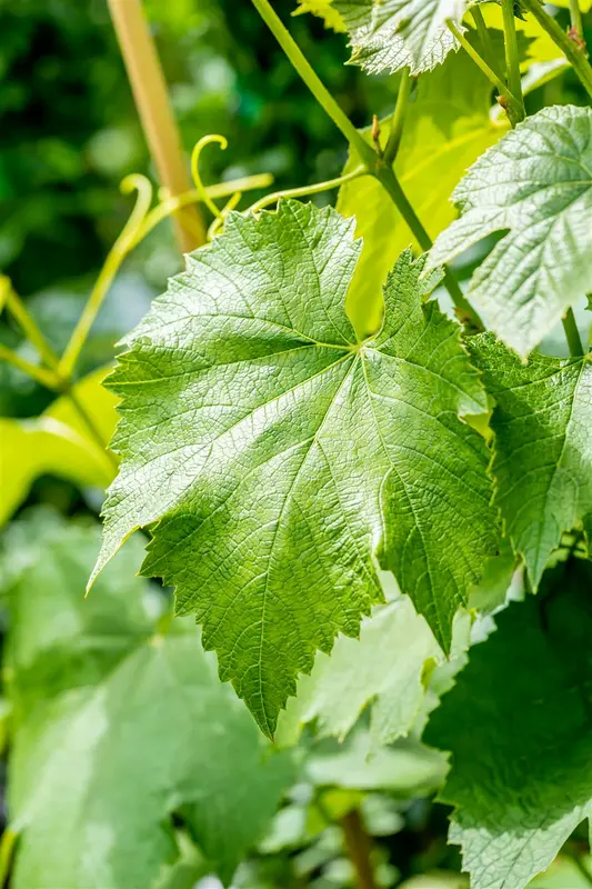 Vitis vin. 'Early Campbell' 100-125   C4 - afbeelding 3