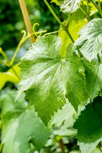 Vitis vin. 'Early Campbell' 100-125   C4 - afbeelding 3