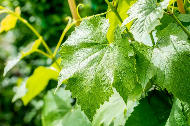 Vitis vin. 'Early Campbell' 100-125   C4 - afbeelding 2