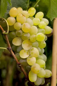 vitis vin. 'himrod' (50- 60cm)
