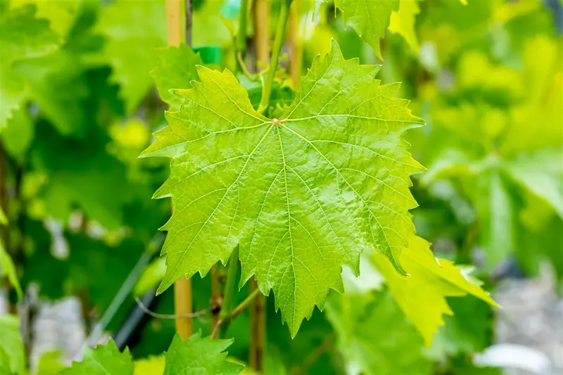 Vitis vin. 'Muscat Blue' 100-125   C4 - afbeelding 5