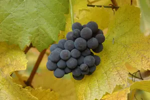 Vitis vin. 'Muscat Blue' 100-125   C4 - afbeelding 1