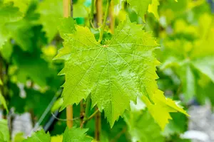 Vitis vin. 'Muscat Blue' STAM/ 80 C35 - afbeelding 5