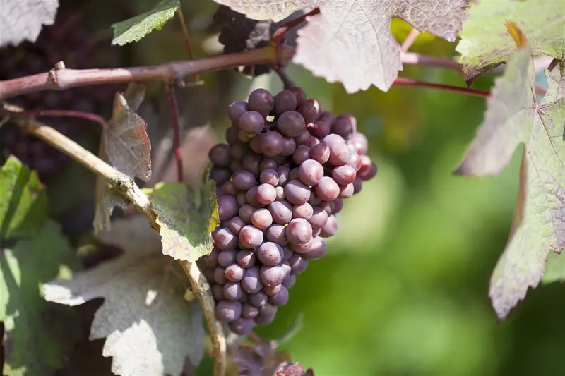 Vitis vin. 'Muscat of New York' 100-125   C4