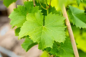 Vitis vin. 'Nero' 100-125   C4 - afbeelding 4