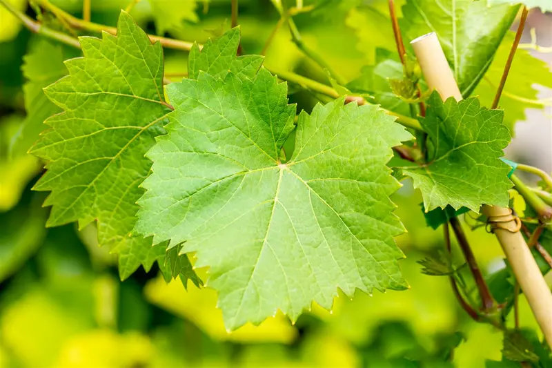 Vitis vin. 'Nero' 100-125   C4 - afbeelding 5