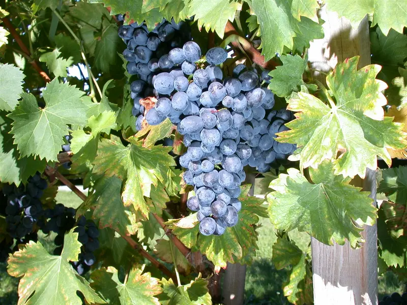 Vitis vin. 'Nero' 100-125   C4 - afbeelding 1