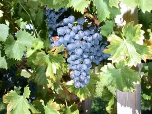 Vitis vin. 'Nero' 100-125   C4 - afbeelding 1