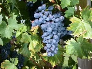 Vitis vin. 'Nero' 100-125   C4 - afbeelding 2