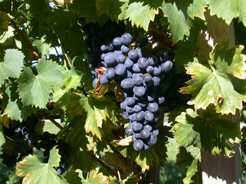 Vitis vin. 'Nero' 100-125   C4 - afbeelding 3