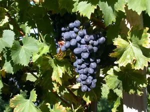 Vitis vin. 'Nero' 100-125   C4 - afbeelding 3