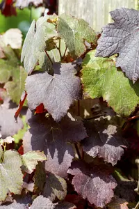 Purpurea - afbeelding 5