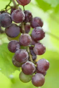 Suffolk Red