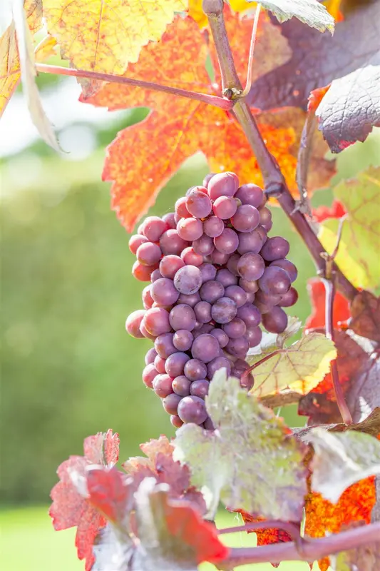 Vitis vin. 'Sweety' 100-125 C4