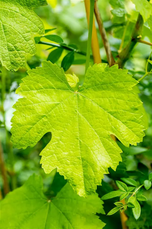 Vitis vin. 'Talizman' 100-125   C4 - afbeelding 3