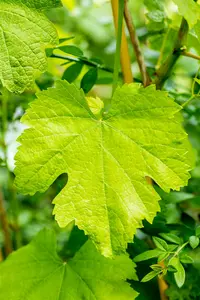 Vitis vin. 'Talizman' 100-125   C4 - afbeelding 3