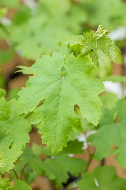 Vitis vin. 'Talizman' 100-125   C4 - afbeelding 4