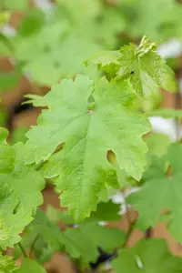 Vitis vin. 'Talizman' 100-125   C4 - afbeelding 4