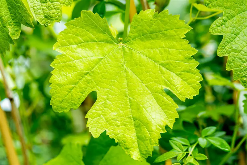 Vitis vin. 'Talizman' 100-125   C4 - afbeelding 2