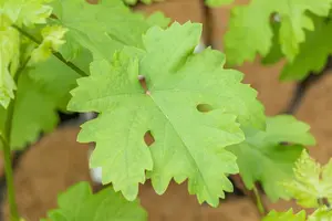 Vitis vin. 'Talizman' 100-125   C4 - afbeelding 5